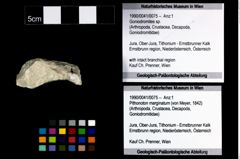 Foto (Objekt + Etikett) von Goniodromites sp.  (NHMW-GEO-1990-0041-0075)